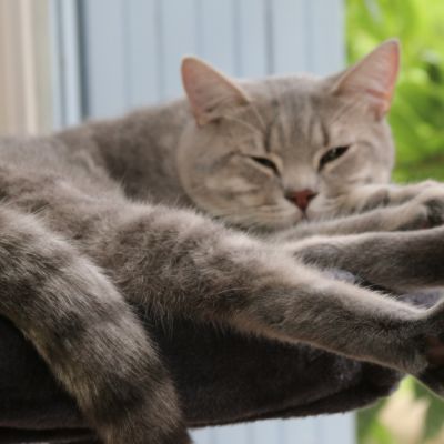 New Blue soit Looping