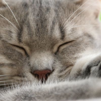 New Blue soit Looping