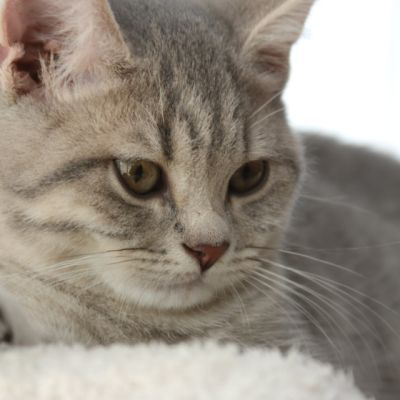 New Blue soit Looping