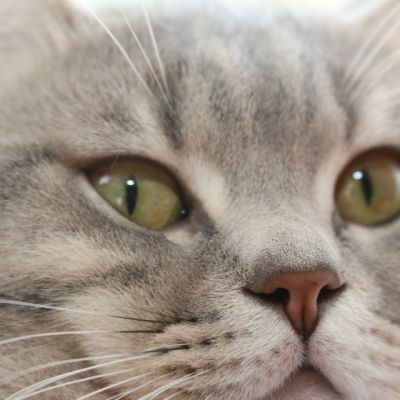 New Blue soit Looping