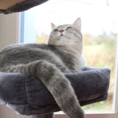 New Blue soit Looping