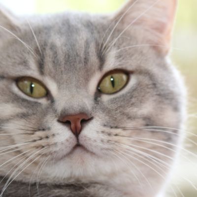 New Blue soit Looping