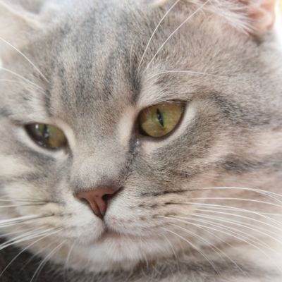 New Blue soit Looping