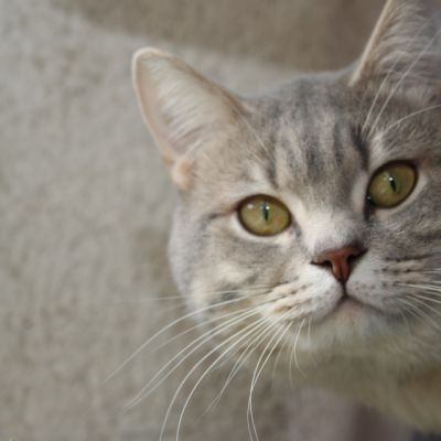 New Blue soit Looping