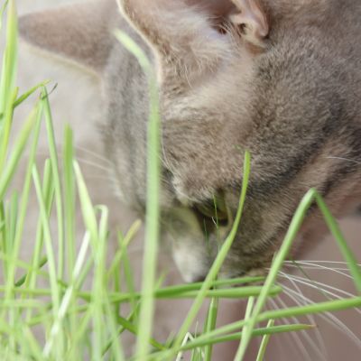 New Blue soit Looping