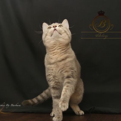 New Blue soit Looping