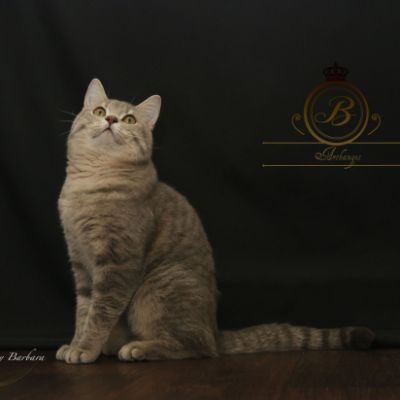 New Blue soit Looping