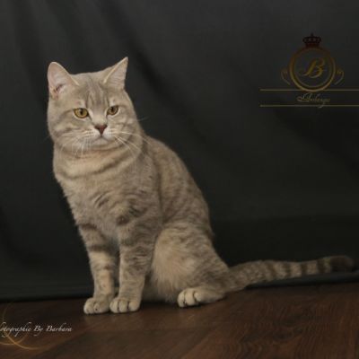 New Blue soit Looping