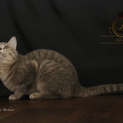 New Blue soit Looping