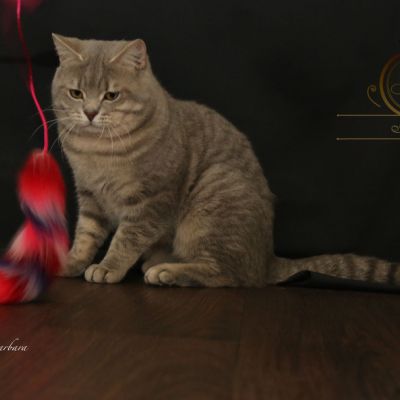 New Blue soit Looping