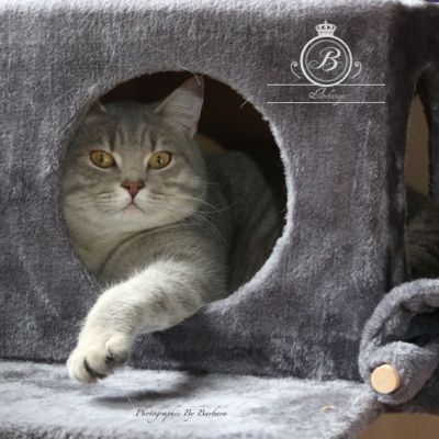 New Blue soit Looping