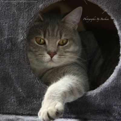 New Blue soit Looping