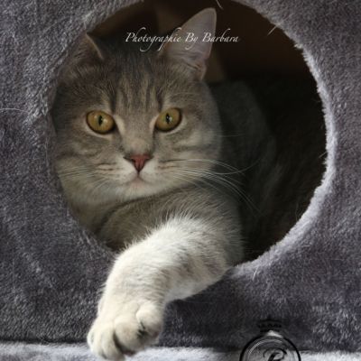 New Blue soit Looping