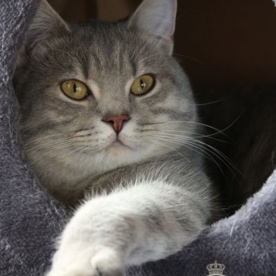 New Blue soit Looping