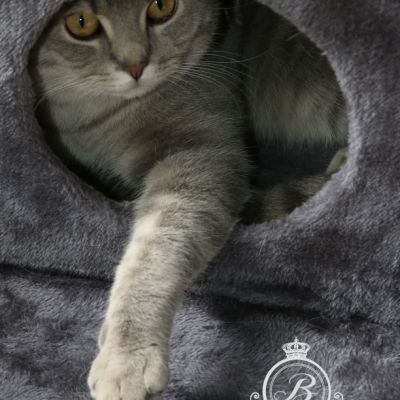 New Blue soit Looping