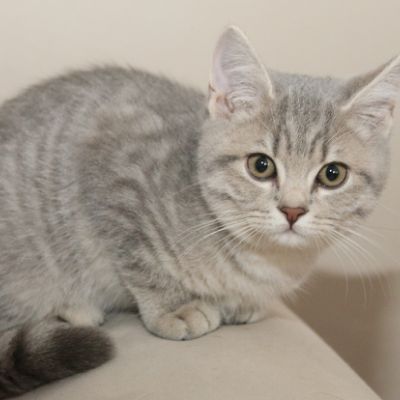 New Blue soit Looping