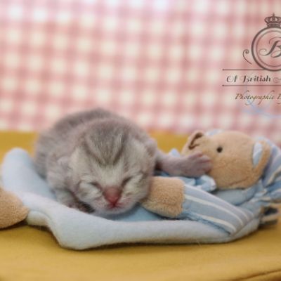 Rodin Of british Archanges