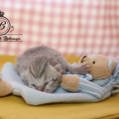 Rodin Of british Archanges