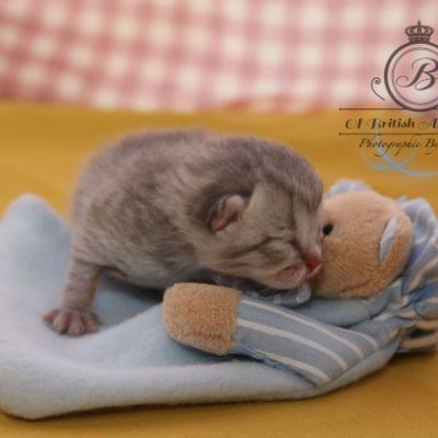 Rodin Of british Archanges