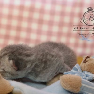 Rodin Of british Archanges