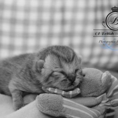 Rodin Of british Archanges