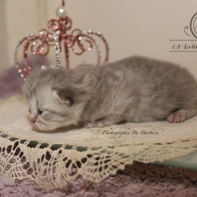 Rodin Of british Archanges