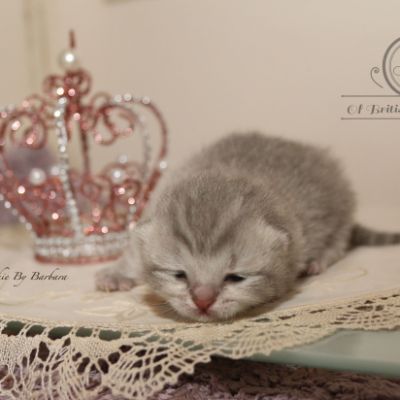 Rodin Of british Archanges