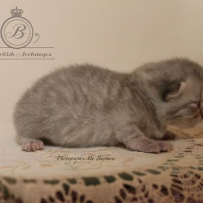 Rodin Of british Archanges