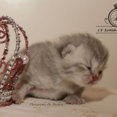 Rodin Of british Archanges