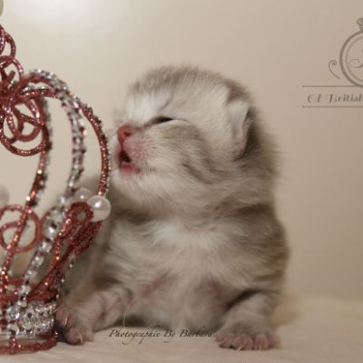 Rodin Of british Archanges