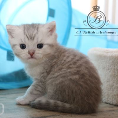 Rodin Of british Archanges