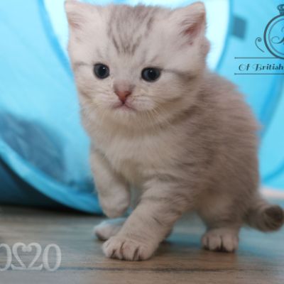 Rodin Of british Archanges