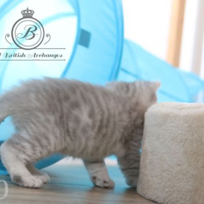 Rodin Of british Archanges