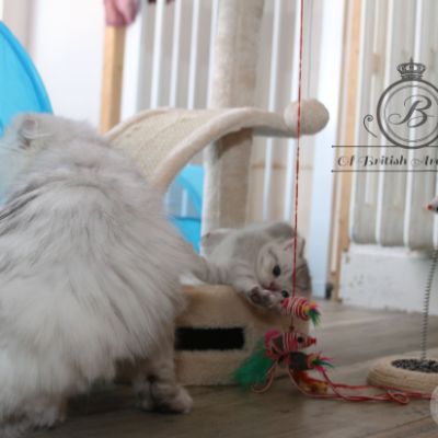 Rodin Of british Archanges