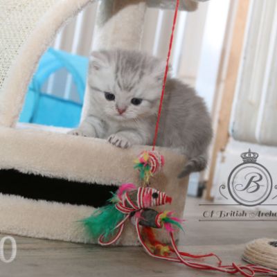 Rodin Of british Archanges