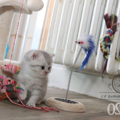 Rodin Of british Archanges