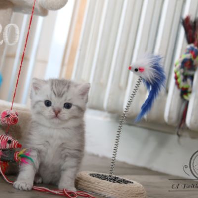 Rodin Of british Archanges