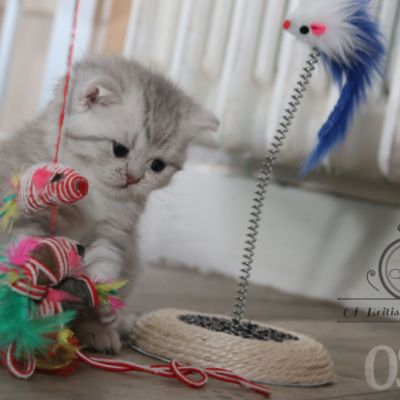 Rodin Of british Archanges