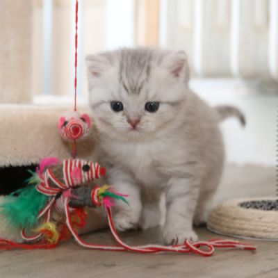 Rodin Of british Archanges