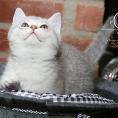 Ravel Of british Archanges