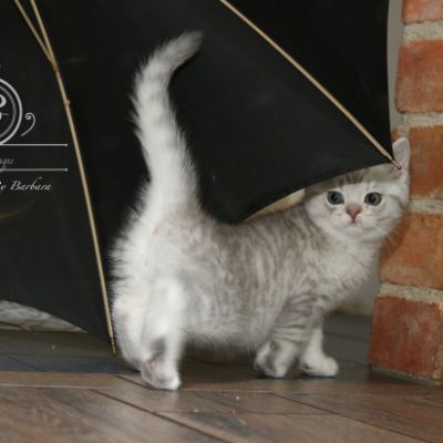 Ravel Of british Archanges