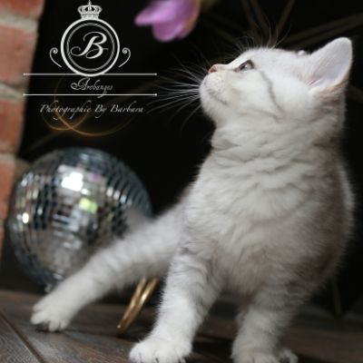 Ravel Of british Archanges