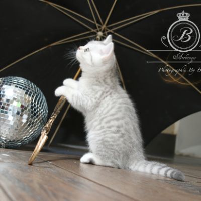 Ravel Of british Archanges