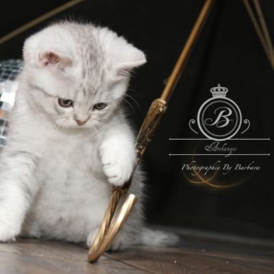 Ravel Of british Archanges