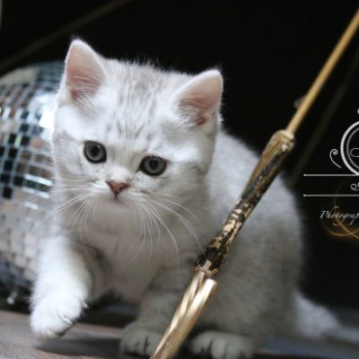 Ravel Of british Archanges