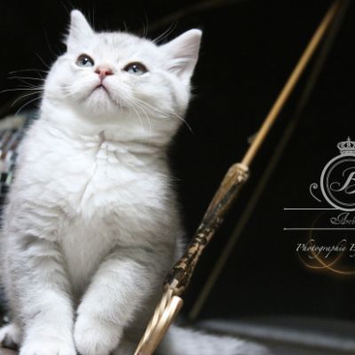 Ravel Of british Archanges