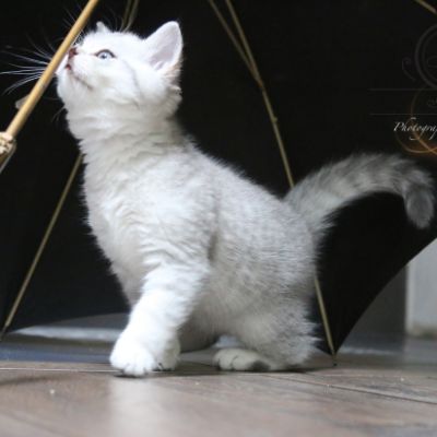 Ravel Of british Archanges