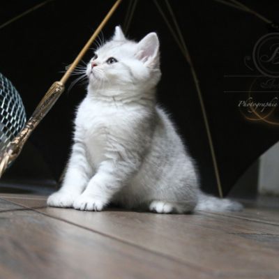 Ravel Of british Archanges