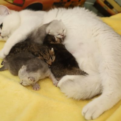 Of British Archanges Olga 2021