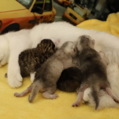 Of British Archanges Olga 2021